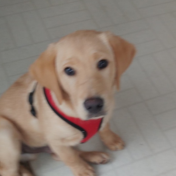 Meet your Posher, Colin - Picture 1 of 1